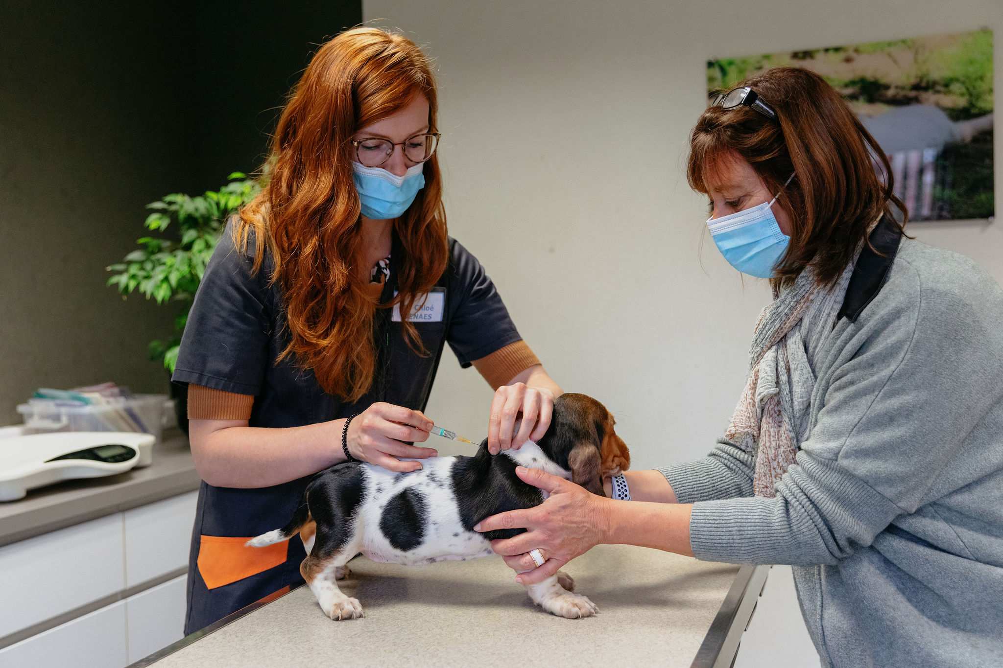 Tiêm vaccine phòng bệnh cho chó: Hướng dẫn chi tiết từ chuyên gia